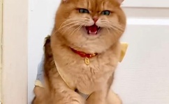 中央八套在线高清直播观看免费